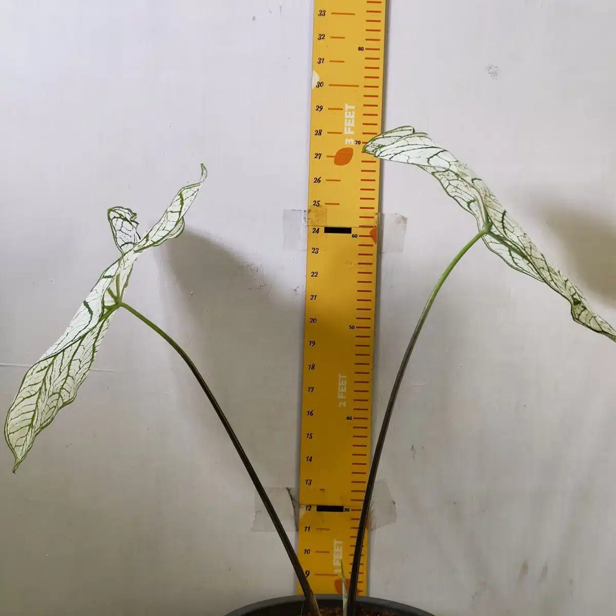 Caladium "Candidum" (Allure) - Image 12