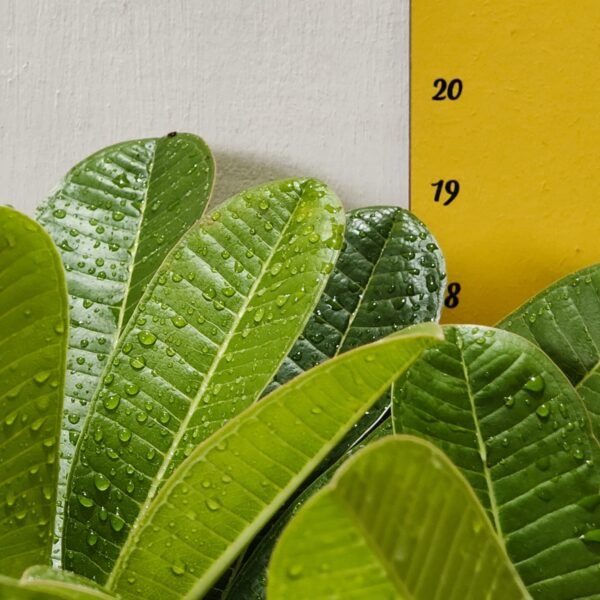 Evergreen Plumeria Pudica (White Frangipani) - Image 9