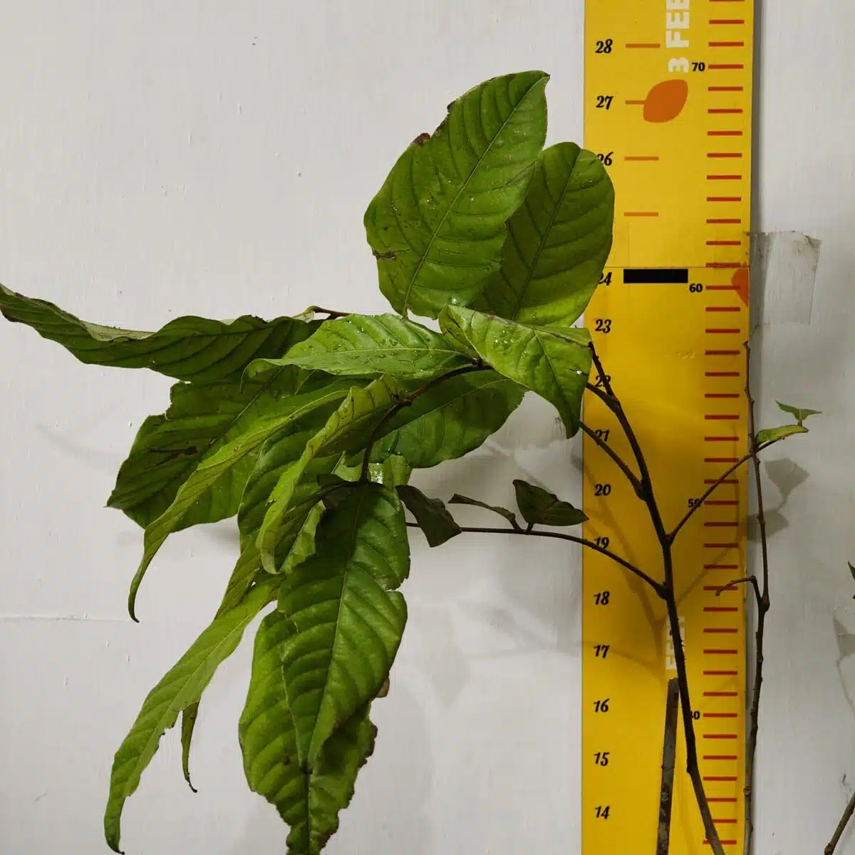 Rambutan (N18) Grafted Live Fruit Plant - Image 4