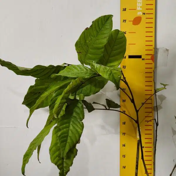 Rambutan (N18) Grafted Live Fruit Plant - Image 4