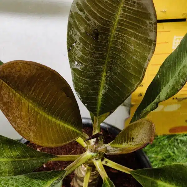 Red Plumeria/Frangipani flower/champa Plant - Image 13