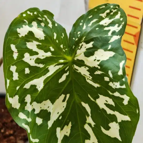 Caladium Praetermissum (Alocasia 'Hilo Beauty') - Image 9
