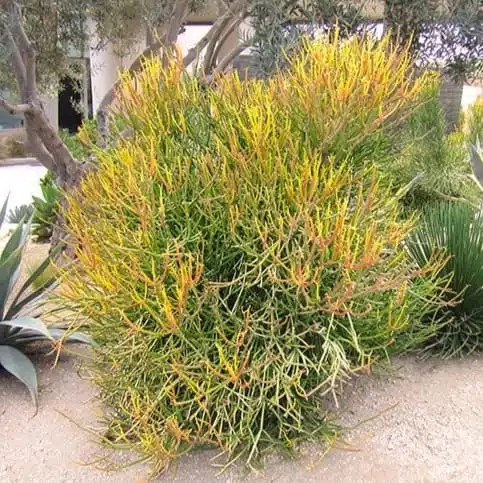 Euphorbia Tirucalli/ Fire Stick (Sticks on Fire/Red Pencil Cactus) Plant - Image 10