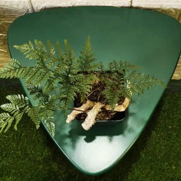 Rabbit's Foot Fern (Davallia fejeensis) - Image 14