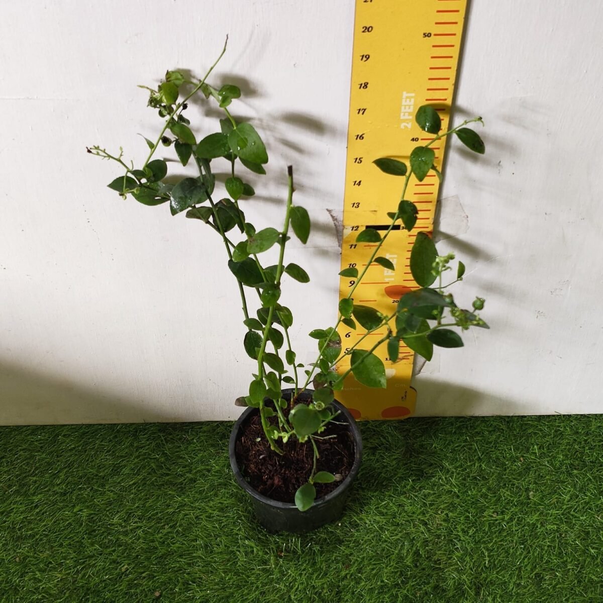 Blueberry Plant (Berryland Blue No.1) - Image 3