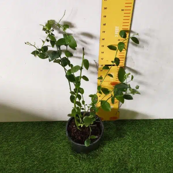 Blueberry Plant (Berryland Blue No.1) - Image 3