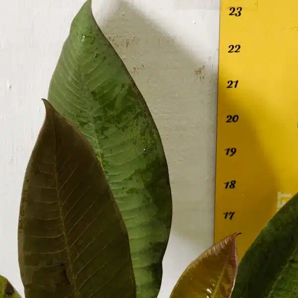 Red Plumeria/Frangipani flower/champa Plant - Image 9