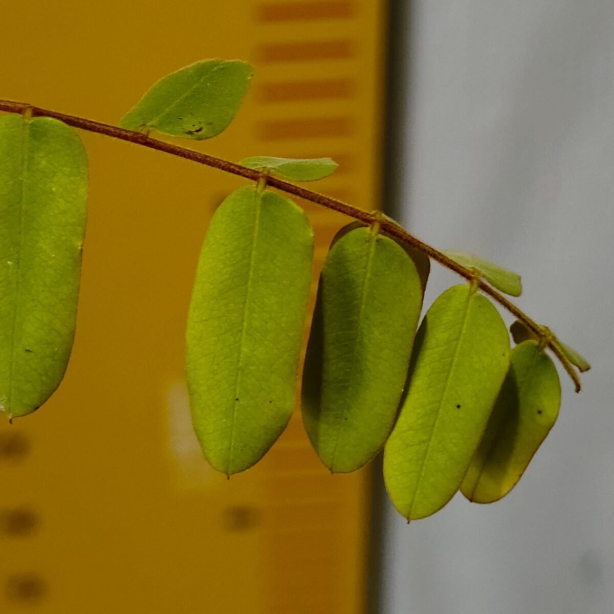 Cassia Javanica (pink shower, apple blossom, rainbow shower and Palawan cherry) Tree - Image 17