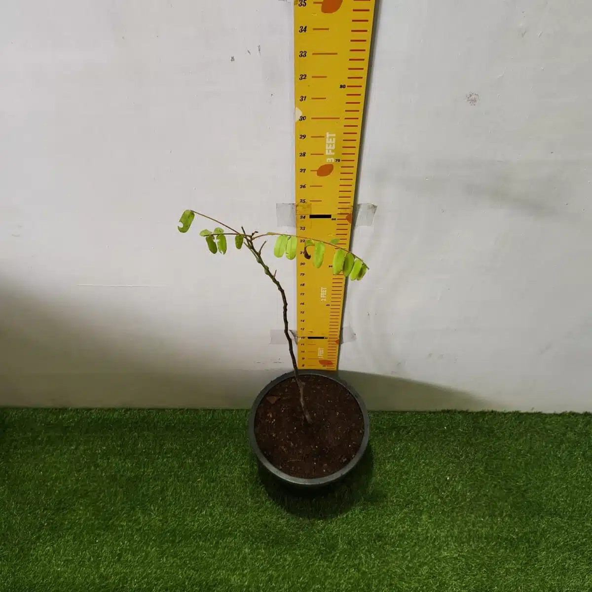 Cassia Javanica (pink shower, apple blossom, rainbow shower and Palawan cherry) Tree - Image 17