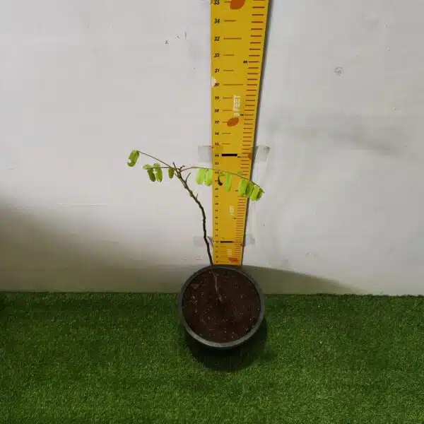 Cassia Javanica (pink shower, apple blossom, rainbow shower and Palawan cherry) Tree - Image 17