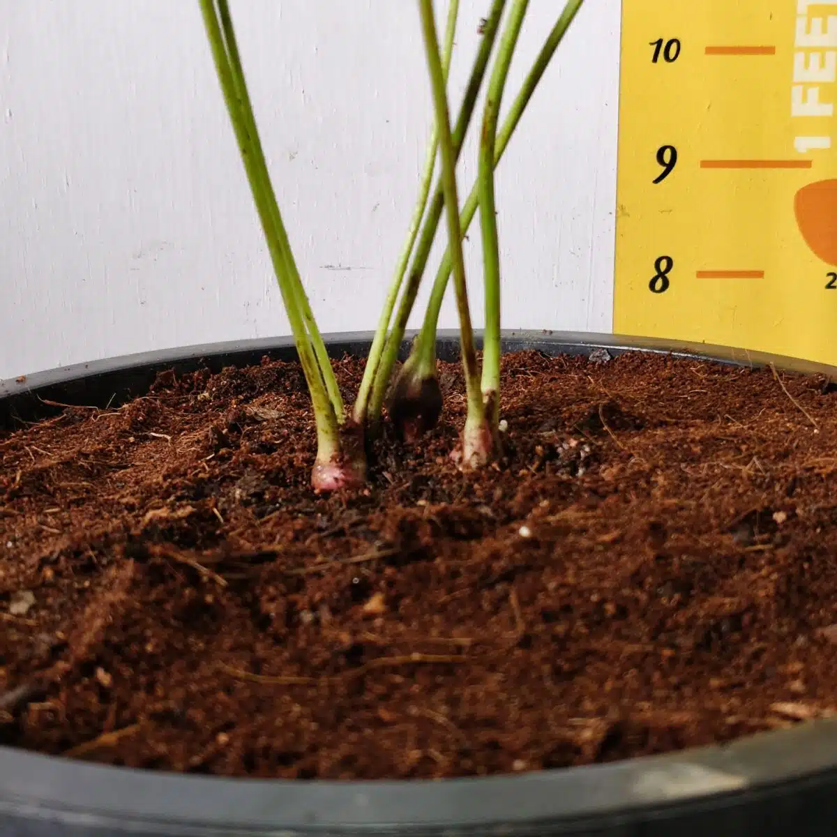 Astilbe (White) Flowering Plant - Image 11