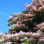 Cassia Javanica (pink shower, apple blossom, rainbow shower and Palawan cherry) Tree