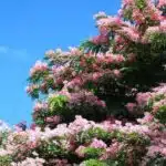 Cassia Javanica (pink shower, apple blossom, rainbow shower and Palawan cherry) Tree
