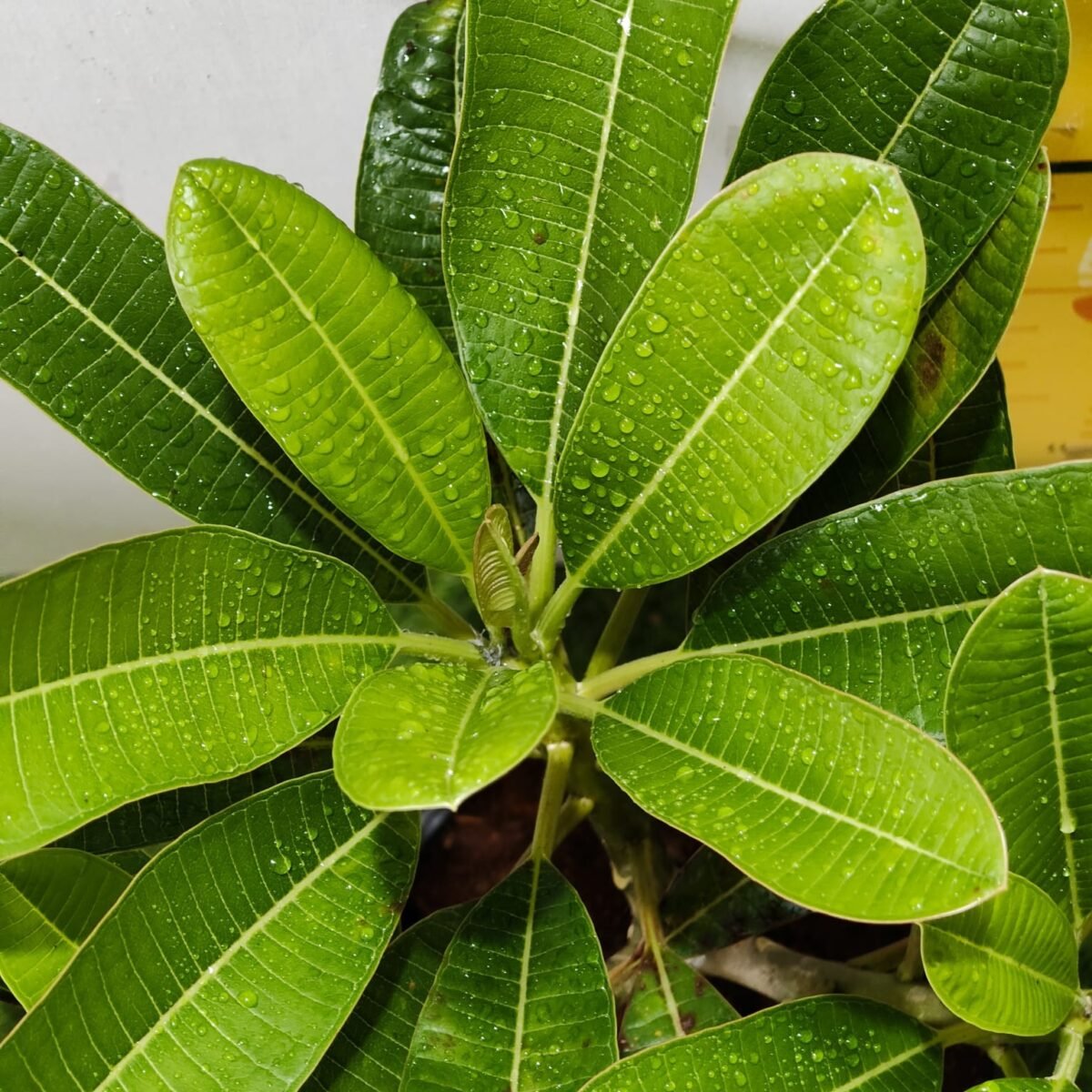 Evergreen Plumeria Pudica (White Frangipani) - Image 11
