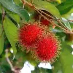 Rambutan (N18) Grafted Live Fruit Plant
