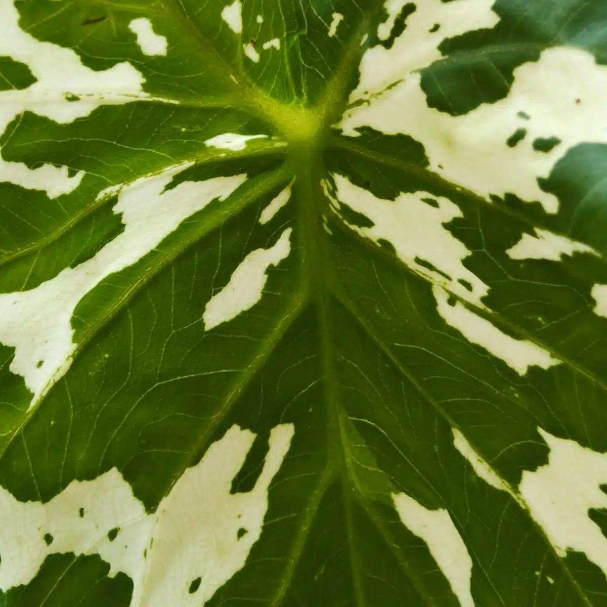 Caladium Praetermissum (Alocasia 'Hilo Beauty') - Image 10