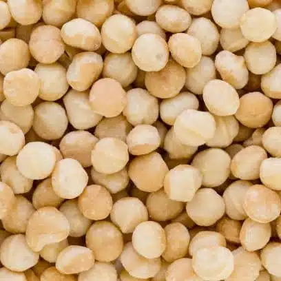 Macadamia Nut Tree Live Plant - Image 18