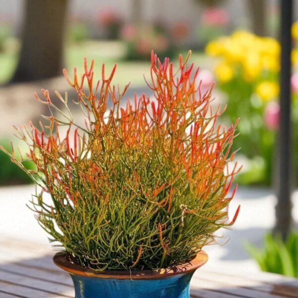 Euphorbia Tirucalli/ Fire Stick (Sticks on Fire/Red Pencil Cactus) Plant - Image 5