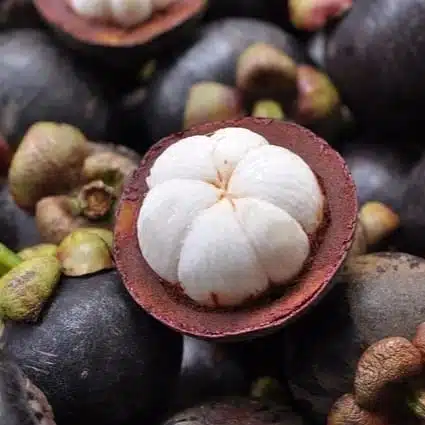 Mangosteen (Garcinia Mangostana) Live Fruit Plants - Image 11