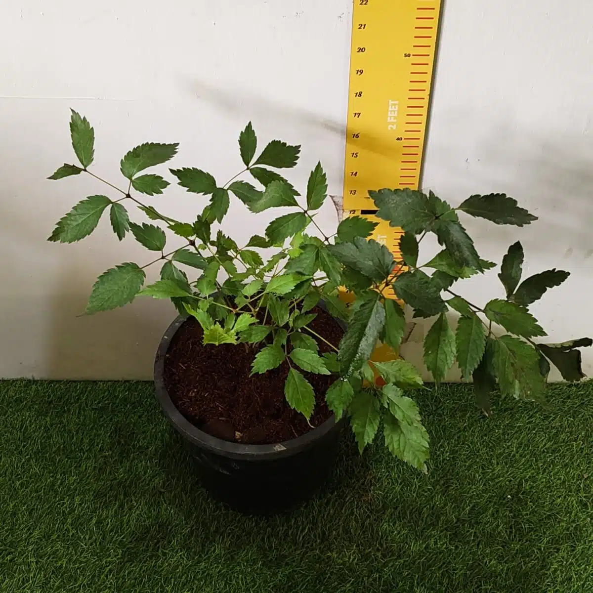 Astilbe (White) Flowering Plant - Image 8