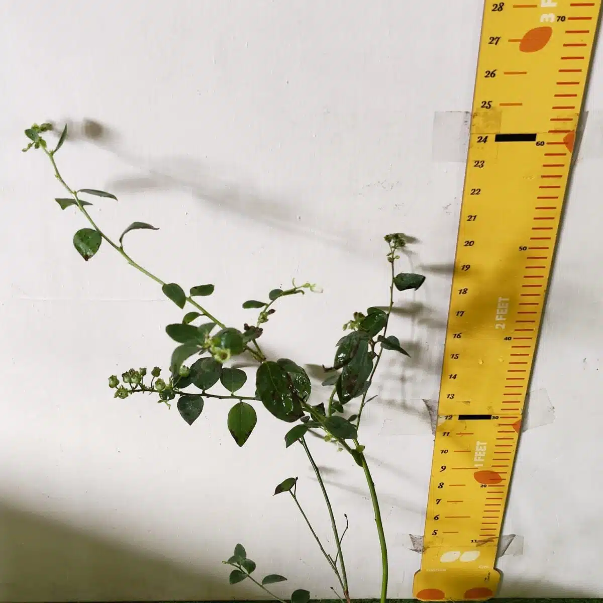 Blueberry Plant (Berryland Blue No.1) - Image 26