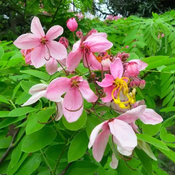 Cassia Javanica (pink shower, apple blossom, rainbow shower and Palawan cherry) Tree - Image 7