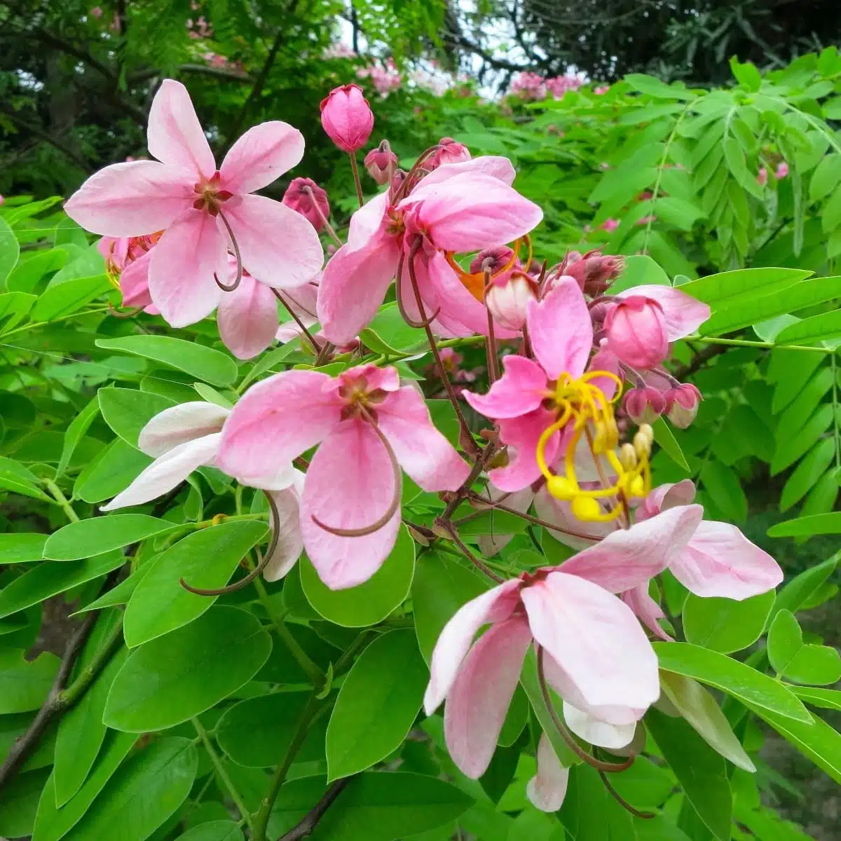 Cassia Javanica (pink shower, apple blossom, rainbow shower and Palawan cherry) Tree - Image 7