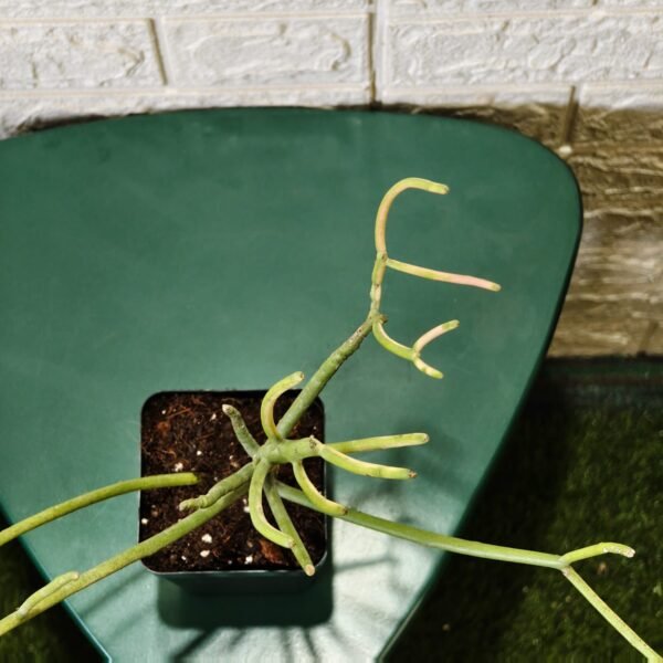 Euphorbia Tirucalli/ Fire Stick (Sticks on Fire/Red Pencil Cactus) Plant - Image 31