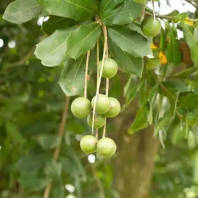 Macadamia Nut Tree Live Plant - Image 14