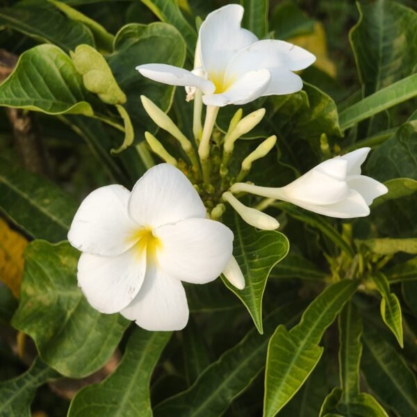 Plumeria/Frangipani (White ) - Image 7