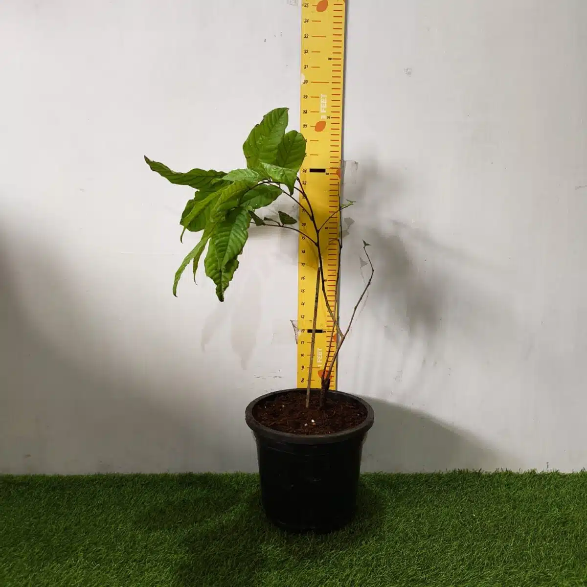 Rambutan (N18) Grafted Live Fruit Plant - Image 2