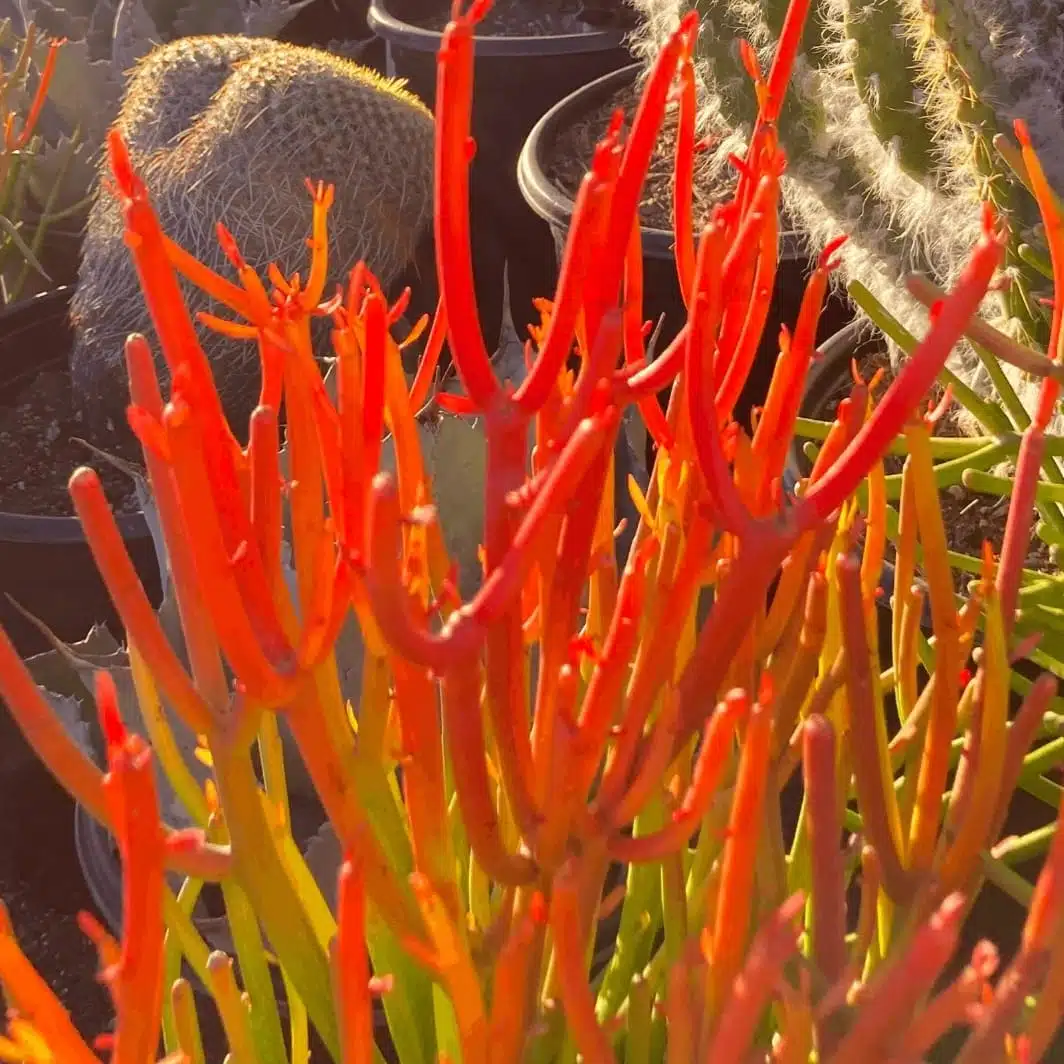 Euphorbia Tirucalli/ Fire Stick (Sticks on Fire/Red Pencil Cactus) Plant - Image 5