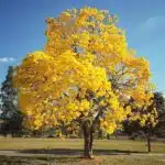 Tabebuia aurea (Tabebuia Argentea) Silver Golden Bell Trumpet tree