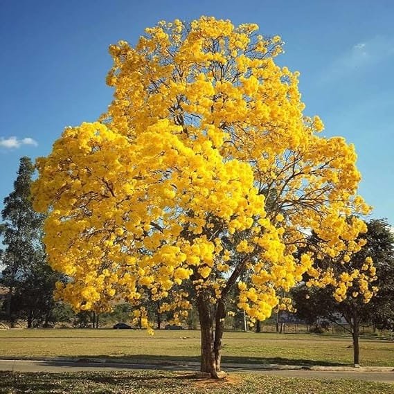 Tabebuia aurea (Tabebuia Argentea) Silver Golden Bell Trumpet tree