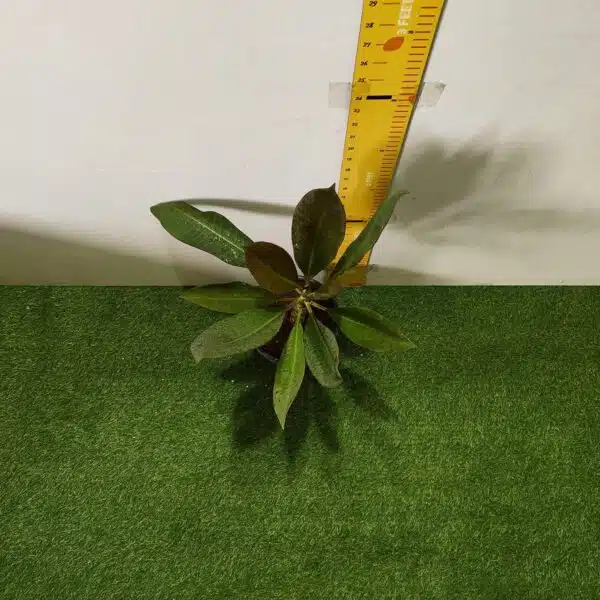 Red Plumeria/Frangipani flower/champa Plant - Image 10