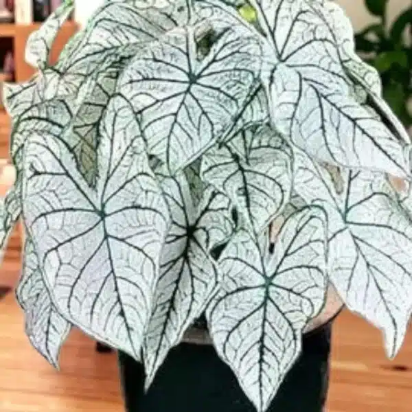 Caladium "Candidum" (Allure) - Image 2