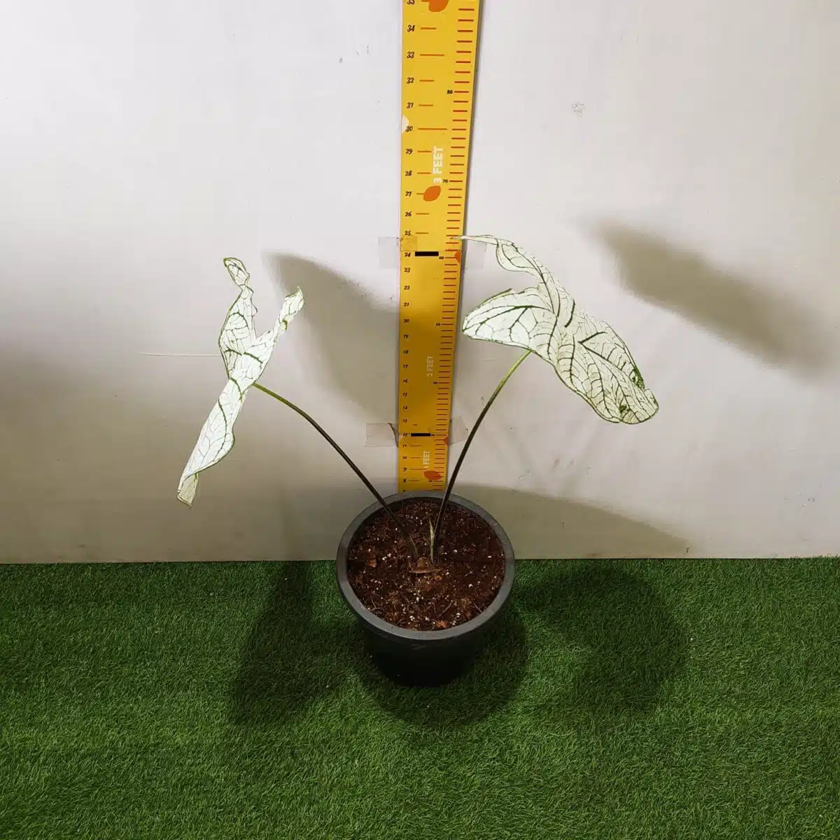 Caladium "Candidum" (Allure) - Image 3