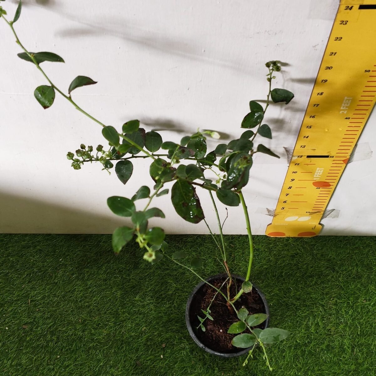 Blueberry Plant (Berryland Blue No.1) - Image 28