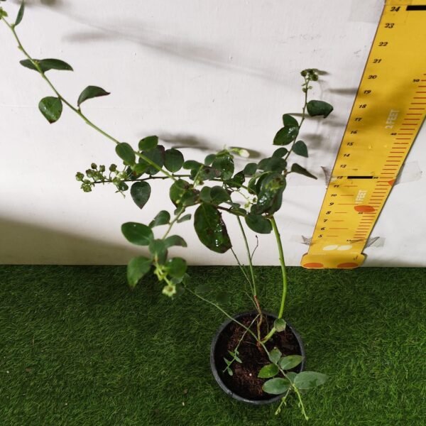 Blueberry Plant (Berryland Blue No.1) - Image 28
