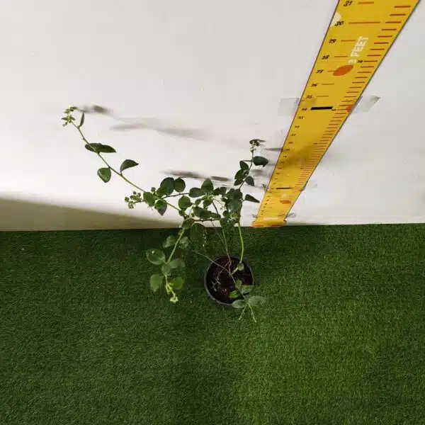 Blueberry Plant (Berryland Blue No.1) - Image 30