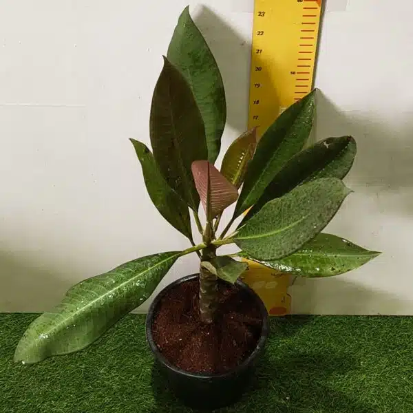 Red Plumeria/Frangipani flower/champa Plant - Image 7