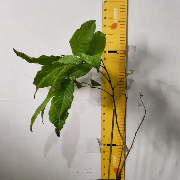 Rambutan (N18) Grafted Live Fruit Plant - Image 3