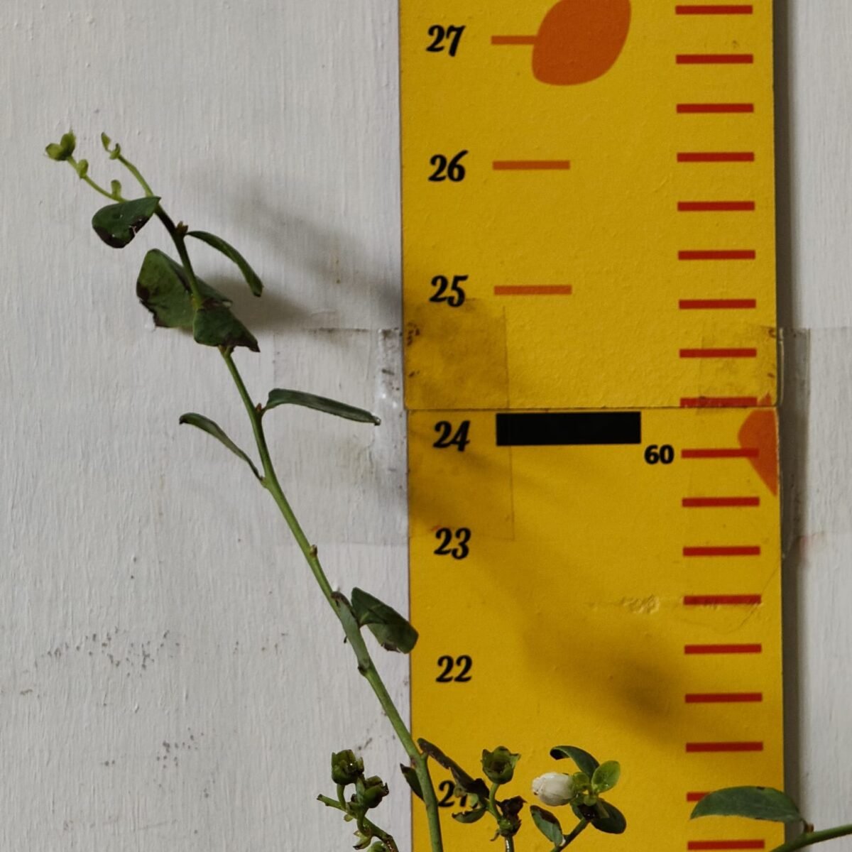 Blueberry Plant (Berryland Blue No.1) - Image 17