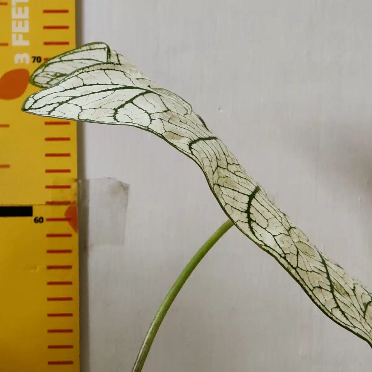 Caladium "Candidum" (Allure) - Image 6