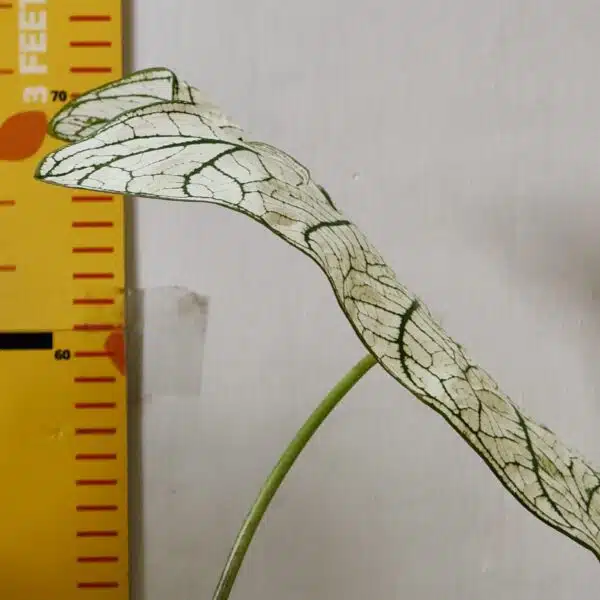 Caladium "Candidum" (Allure) - Image 6