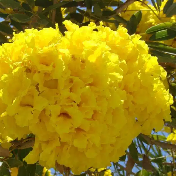 Tabebuia aurea (Tabebuia Argentea) Silver Golden Bell Trumpet tree - Image 14