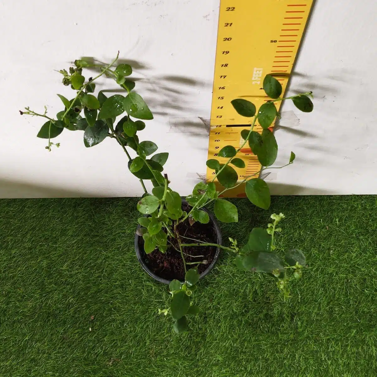 Blueberry Plant (Berryland Blue No.1) - Image 22