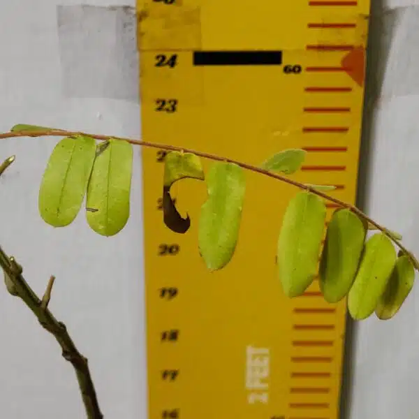 Cassia Javanica (pink shower, apple blossom, rainbow shower and Palawan cherry) Tree - Image 6