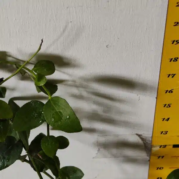 Blueberry Plant (Berryland Blue No.1) - Image 24