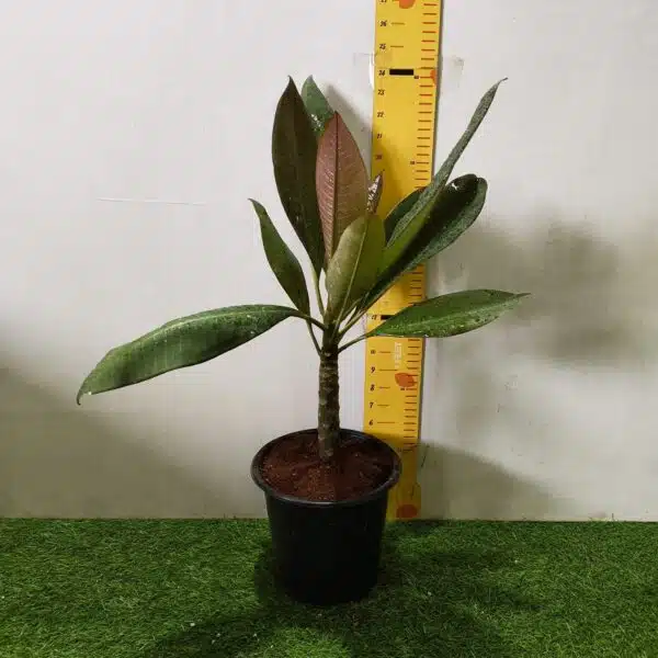 Red Plumeria/Frangipani flower/champa Plant - Image 2